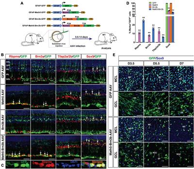 In vivo Regeneration of Ganglion Cells for Vision Restoration in Mammalian Retinas